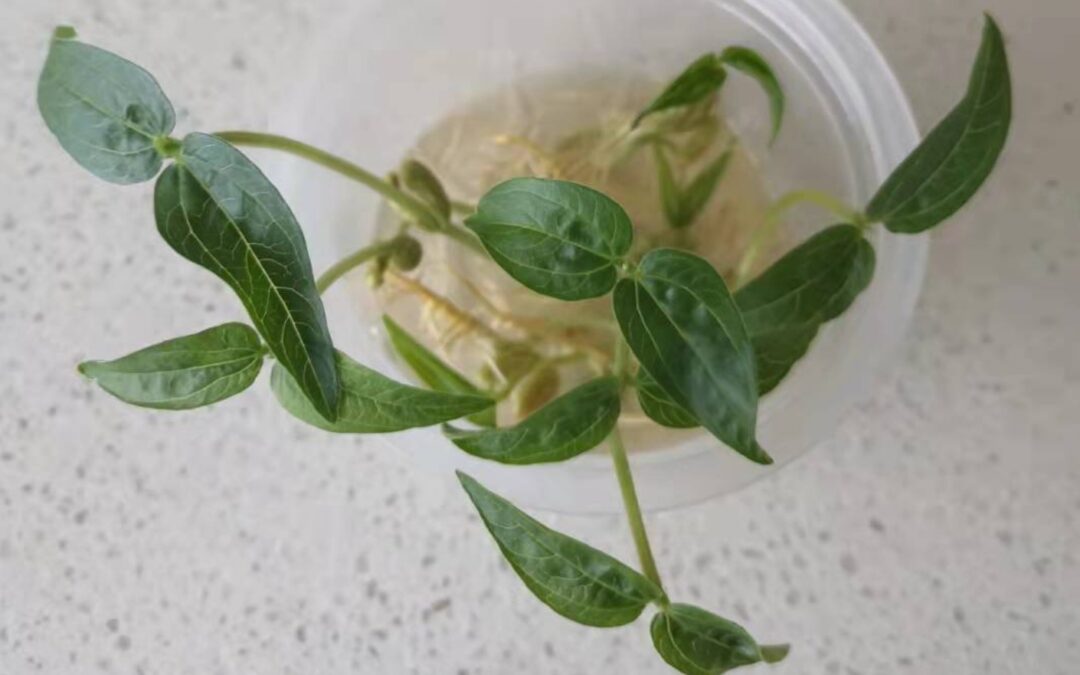 【028】體驗自然課的種植樂趣